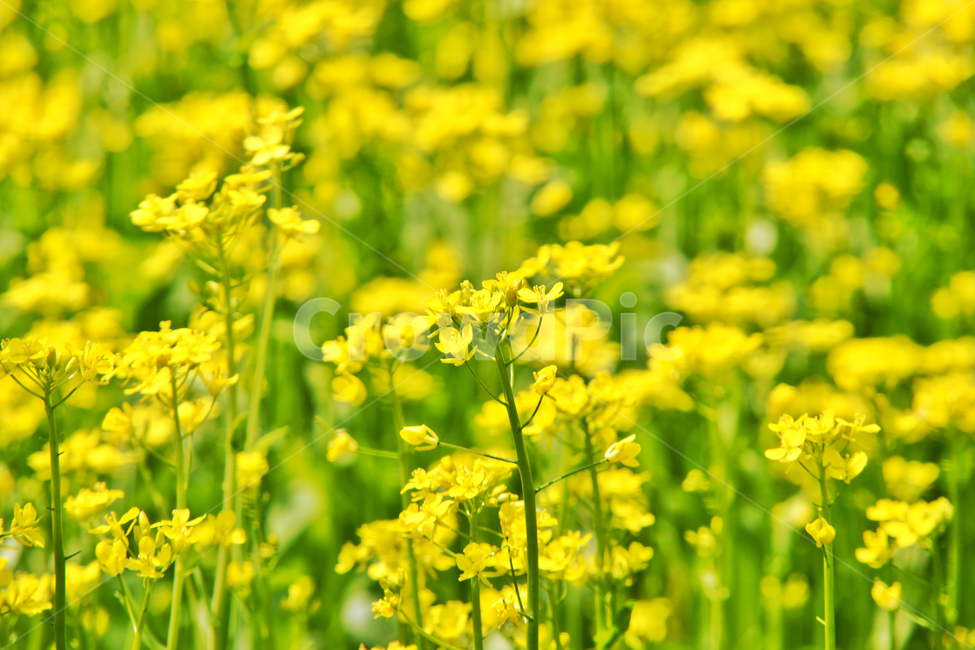 유채,꽃,노란색,십자화과,두해살이풀,식용,카놀라유,식물,자연,plants,nature,꽃,flower