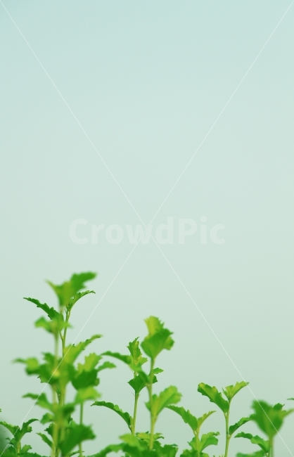 풀,초록,자연,새싹,하늘,여백,감성,식물,자연,plants,nature