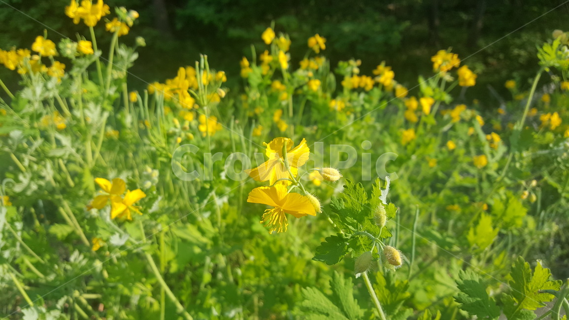 plant,식물,leaf,잎,herbs,허브,노란,풀,꽃,flower,blossom