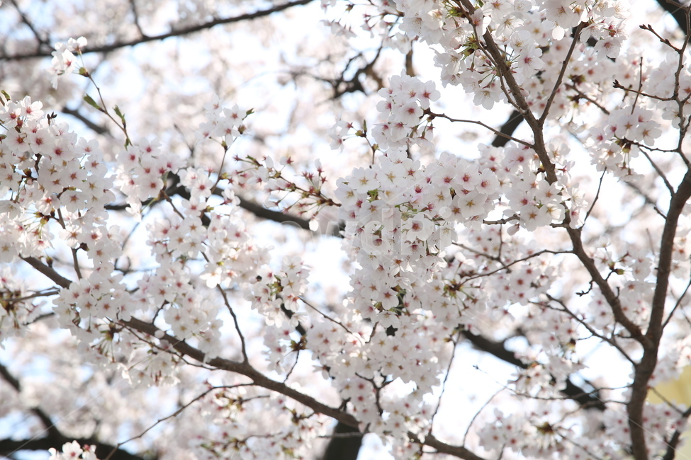 벚꽃,봄,풍경,꽃,벚꽃나무,봄,계절,spring,season,식물,자연,plants,nature,꽃,flower,plant,blossom