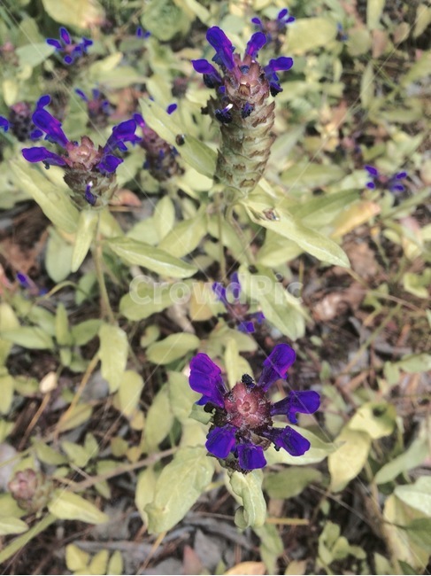 꽃,식물,자연,flower,nature