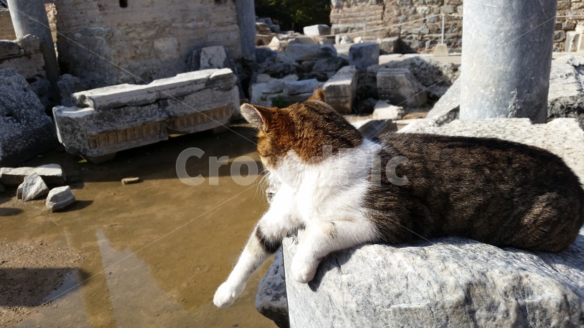 cat,animal,고양이,동물,유럽,동물,animal,포유류,mammal,고양이,cat,kitten,kitty
