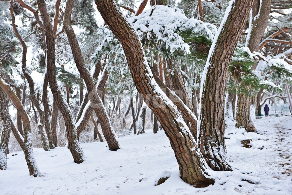 tree,나무,plant,식물,treetrunk,나무줄기,nature,자연,outdoors,옥외,경주,삼릉,소나무,솔숲,삼릉소나무,삼릉설경,겨울,계절,폭설,겨울,계절,winter,season,자연,풍경,nature,landscape
