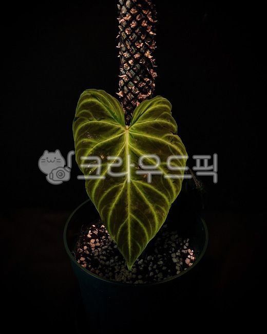필로덴드론,plant,식물,잎,필로덴드론베루코섬,베루코섬,philodendron,philodendronverrucosum,verrucosum,희귀식물