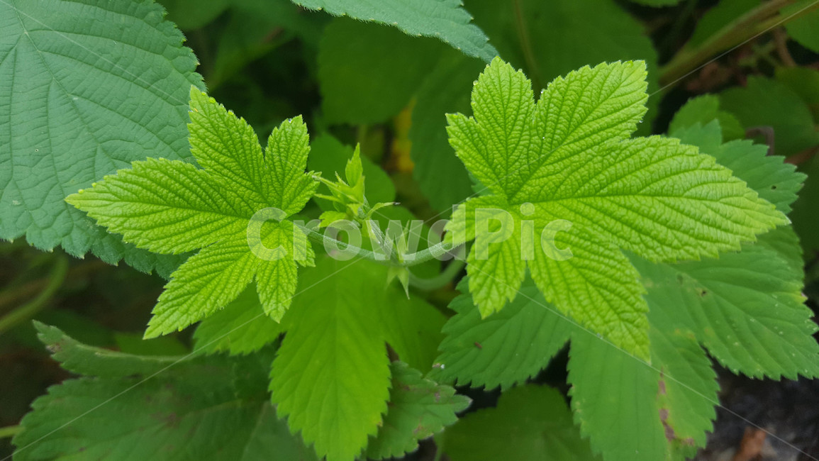 봄,식물,잎,무늬,근접,식물,자연,plants,nature