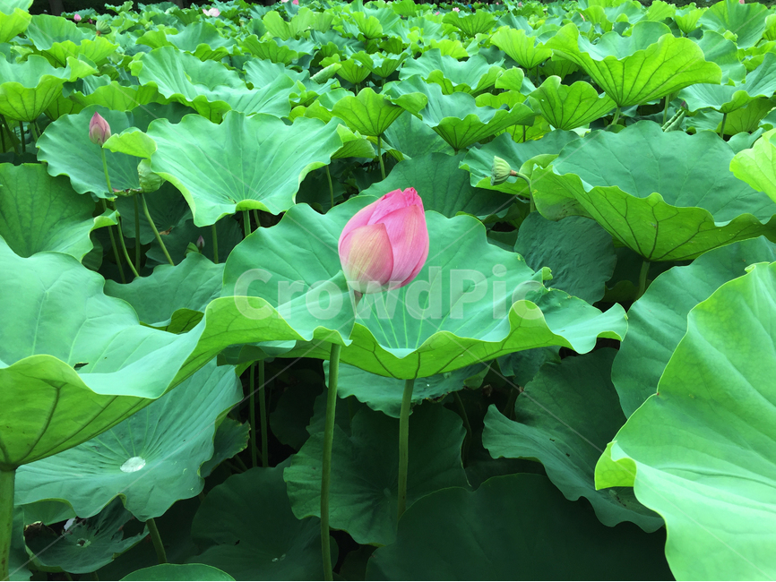 연꽃,식물,자연,꽃,공원,lotus,plant,nature,flower,park,식물,자연,plants,nature,꽃,flower