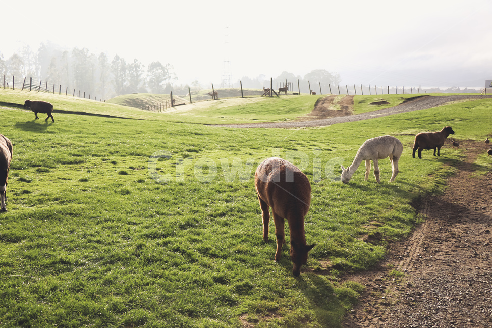 농장,아그로돔,farm,알파카,동물,가축,agrodome,뉴질랜드,초원,평야,잔디,밭,잔디밭,떼,휴식,힐링,rest,relaxation,healing