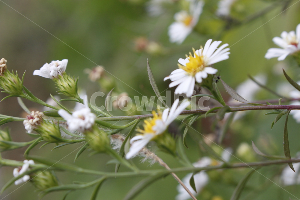 국화,소국,여름꽃,꽃밭,식물,plant,식물,자연,plants,nature,꽃,flower