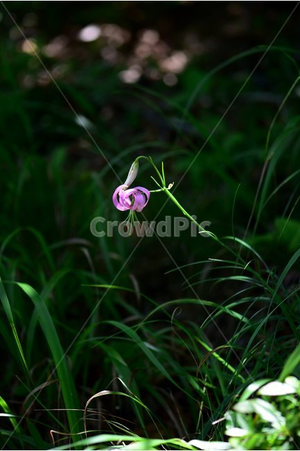 솔나리,야생화,식물,자연,꽃,생태,힐링,플라워,wildflower,flower,plants,nature,season,감성,느낌,emotion,feeling,백합목,백합과,여름,백합속,분홍색,여러해살이풀,식물,자연,plants,nature,꽃,flower
