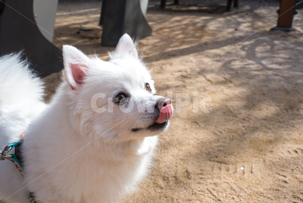 강아지,개,낼름,익살스러운,dog,강아지혀,동물,animal,포유류,mammal,개,강아지,dog,doggy