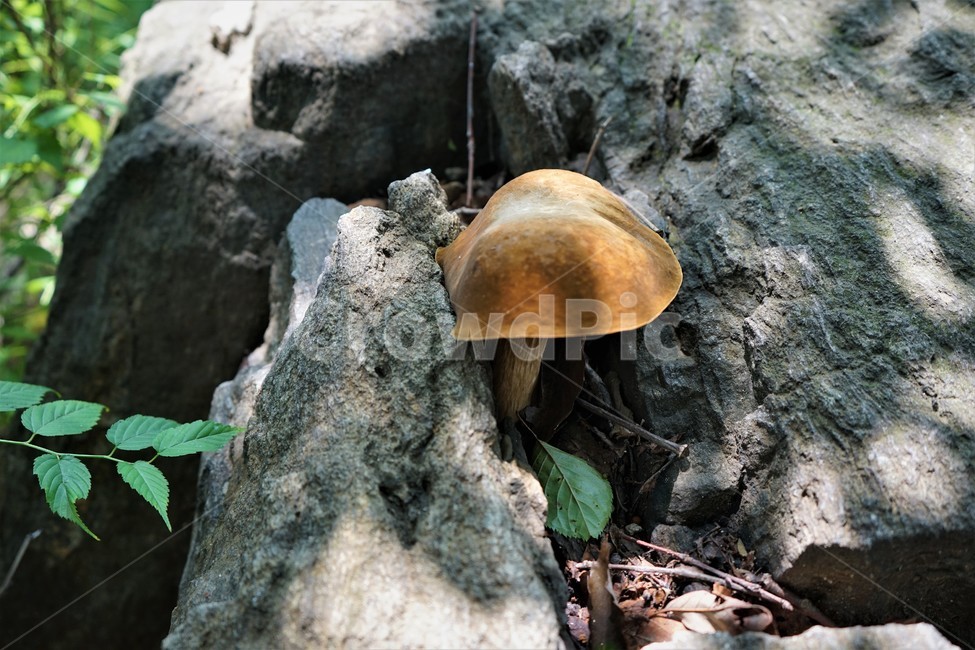 버섯,자연,산,숲,mushroom,nature,forest,버섯,mushroom