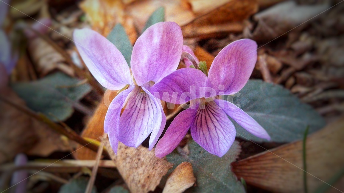 식물,꽃,자연,봄,보라,plant,flowers,purple,spring