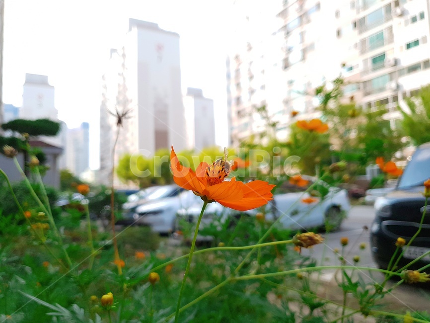 꽃,flower,벌,가을,코스모스,황화코스모스,식물,자연,plants,nature,꽃,flower