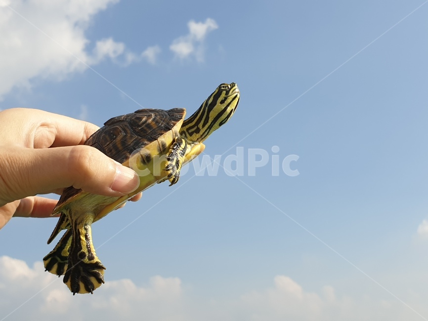 애완,거북이,비상,날다,거북이날다,하늘,하늘을날다,파충류,양서류,reptile,amphibian