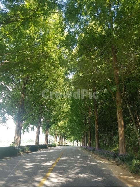 나무,tree,자연,식물,도로,길,자연,풍경,nature,landscape,plant,road