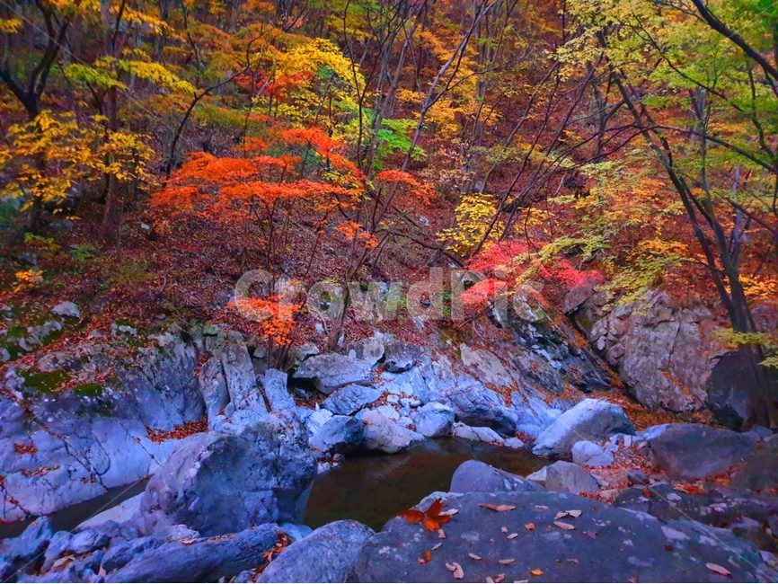 나무,leaf,식물,자연,계곡,단풍,가을,물,가을,계절,fall,autumn,season