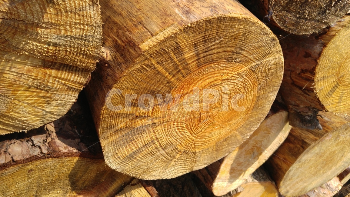 소나무,소나무절단면,절단면,나이테,목재,나무,갈색,배경,pine,pinesection,cuttingplane,nate,growthring,wood,tree,brown,background,나무,trees,wood