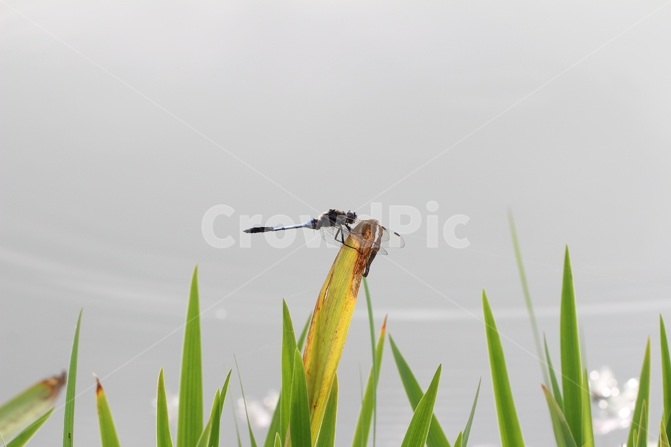 잠자리,가을,곤충,벌레,동물,하늘,꽃,배경,dragonflies,fall,insects,bugs,animals,thesky,flowers,background,계절,sensibility,season,감성,emotional,곤충,벌레,insect,bug