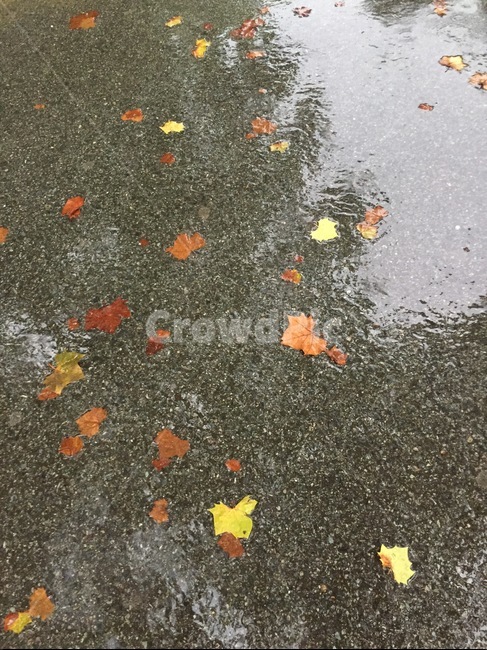 plant,식물,leaf,잎,물,단픙,바닥,땅,비온뒤,비,비오는날,rain,rainy