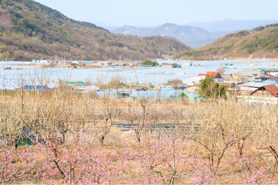 rice paddy,peaceful,scene,spring,plow,Field,mountain,sight,season,Agriculture,herb,park,Rural,green,sprout,everyone,countryside,tree,House,basin,grassland,outdoor,orchard,Farm,spring scenery,plastic house,rural landscape