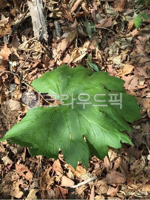 병풍취,병풍취나물,취,자연산,야생,나물,쌈,잎,leaf,soil,herbs,허브,tree,나무,green,녹색,vegetation,초목