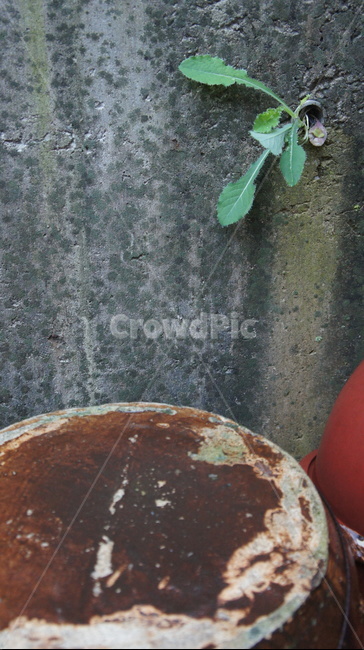 장독대,시멘트벽,풀,배수구,이끼,zhangdokdae,cementwall,grass,drain,moss