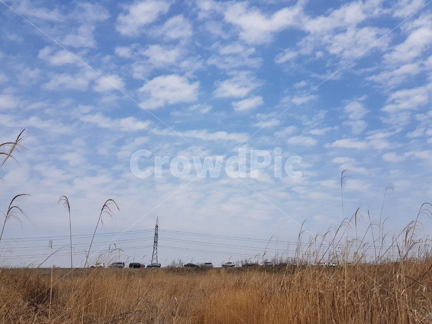 구름,양떼구름,하늘,갈대,봄하늘,sky,cloud