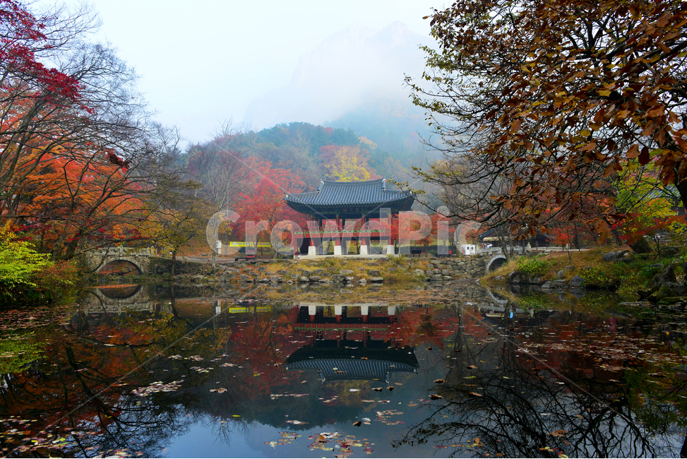 전남,장성,백양사,백양사가을,추색,계곡,가을,단풍,단풍잎,계절,treetrunk,나무줄기,nature,자연,outdoors,scenery,풍경,landscape,경치,plant,식물,leaf,잎,tree,나무,maple,쌍계루,백암산,가을,계절,fall,autumn,season,자연,풍경,nature,landscape