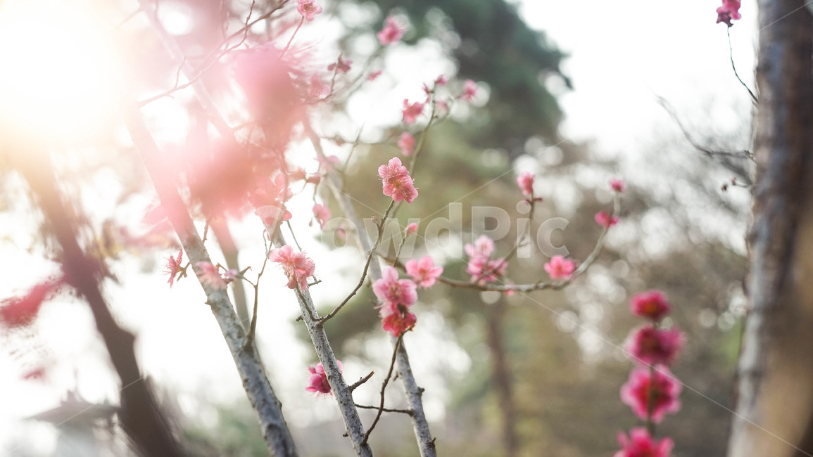 꽃배경,꽃,봄,꽃한송이,배경,편안한,빛,봄,계절,spring,season,식물,자연,plants,nature,꽃,flower,휴식,힐링,rest,relaxation,healing,plant
