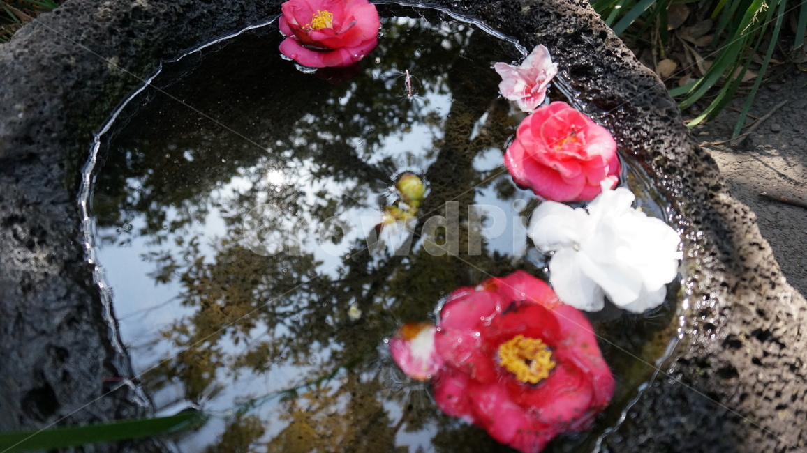 꽃,분홍색꽃,꽃잎,수경,flower