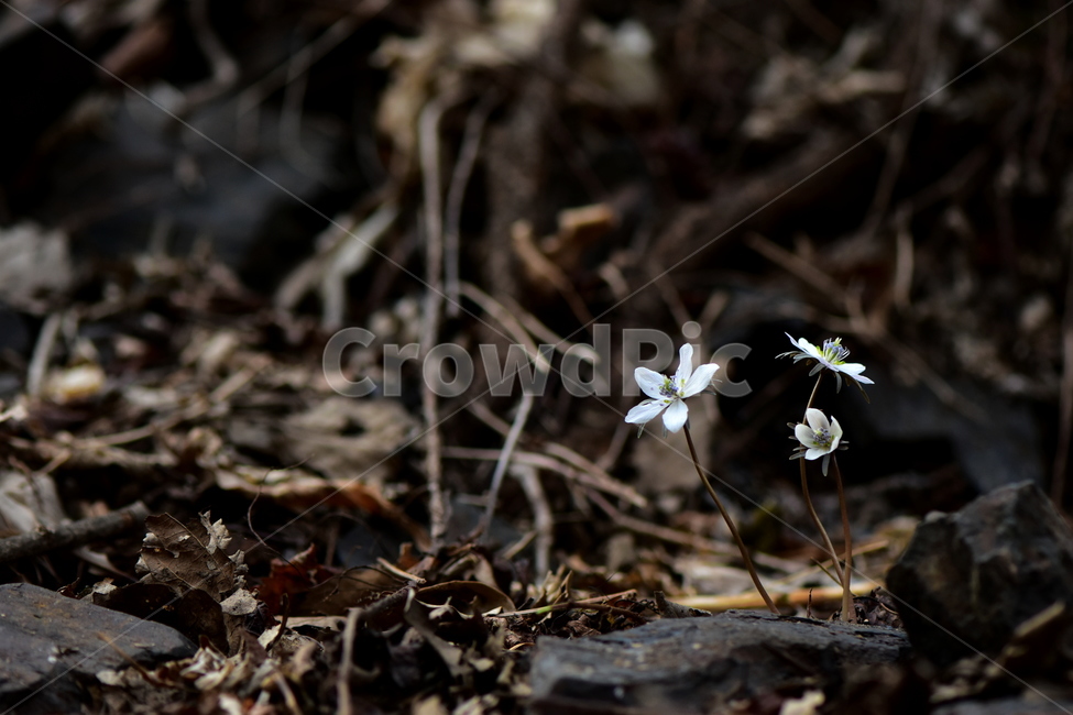 변산바람꽃,야생화,봄,꽃,흰색,자연,식물,식생,봄의전령사,풀꽃,미나리아재비과,plants,nature,spring,season,flower,식물,자연,plants,nature,꽃,flower
