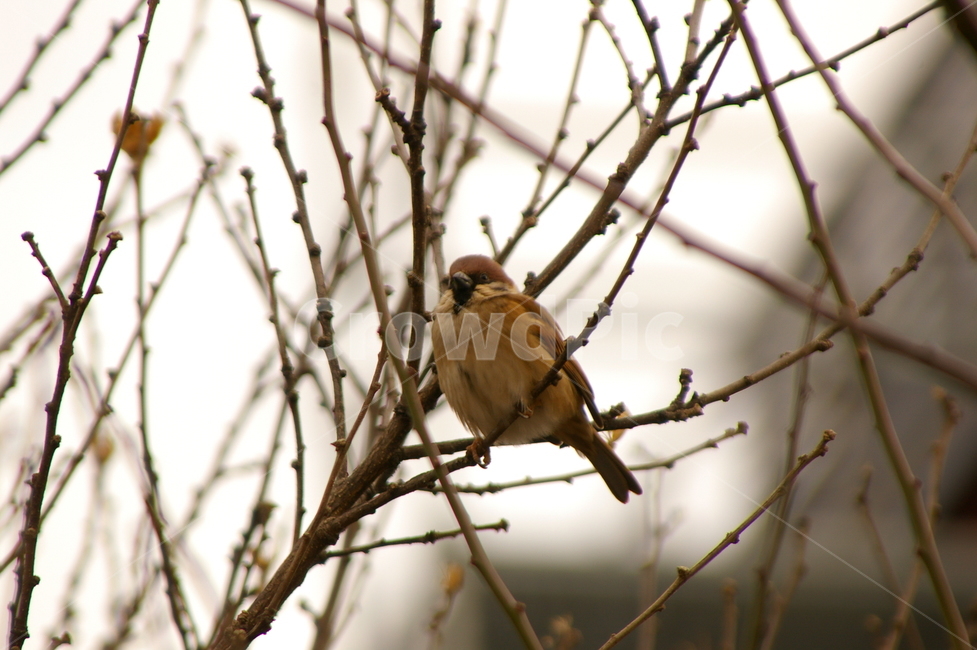 조류,참새,animal,동물,bird,새,sparrow,조류,새,birds