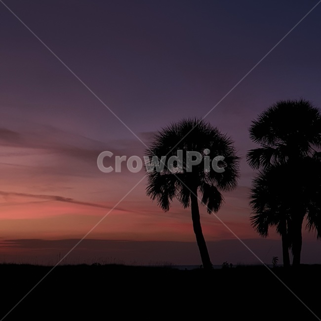 silhouette,실루엣,tree,나무,plant,식물,nature,자연,야자수,palmtree,florida,석양,선셋,sunset,여름,summer