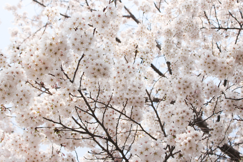 벚꽃,벚꽃나무,꽃잎,벚꽃잎,봄꽃,봄,spring,벚나무,white,벚꽃놀이,벚꽃축제,봄소풍,봄나들이,나들이,소풍,공원,park,식물,나무,cherryblossom,blossom