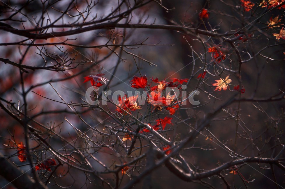 가을,계절,단풍,낙엽,감성,plant,식물,leaf,잎,tree,나무