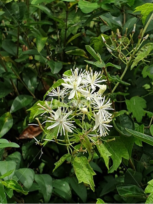 수레나물,사위질빵,야생화,여름꽃,위령선,식물,자연,plants,nature,꽃,flower
