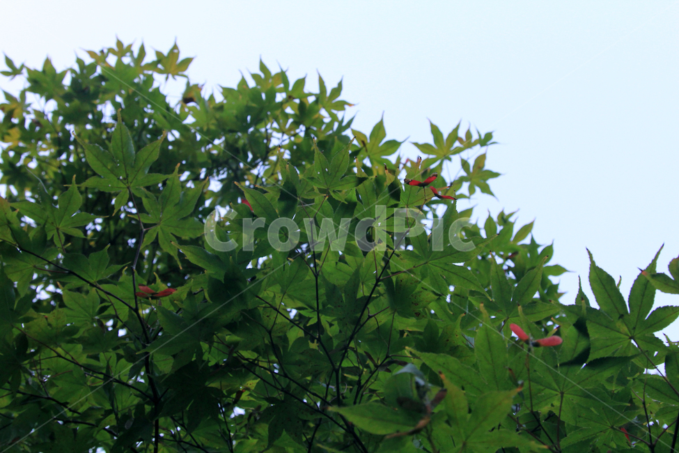 단풍,한국,가을,나뭇잎,maple,leaf,green,식물,자연,plants,nature