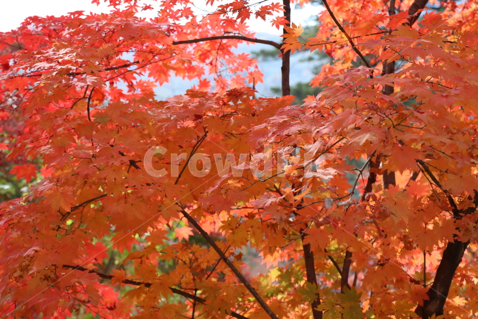 가을,단풍,나무,식물,autumn,fall,tree,plant,leaf,maple,가을,계절,fall,autumn,season
