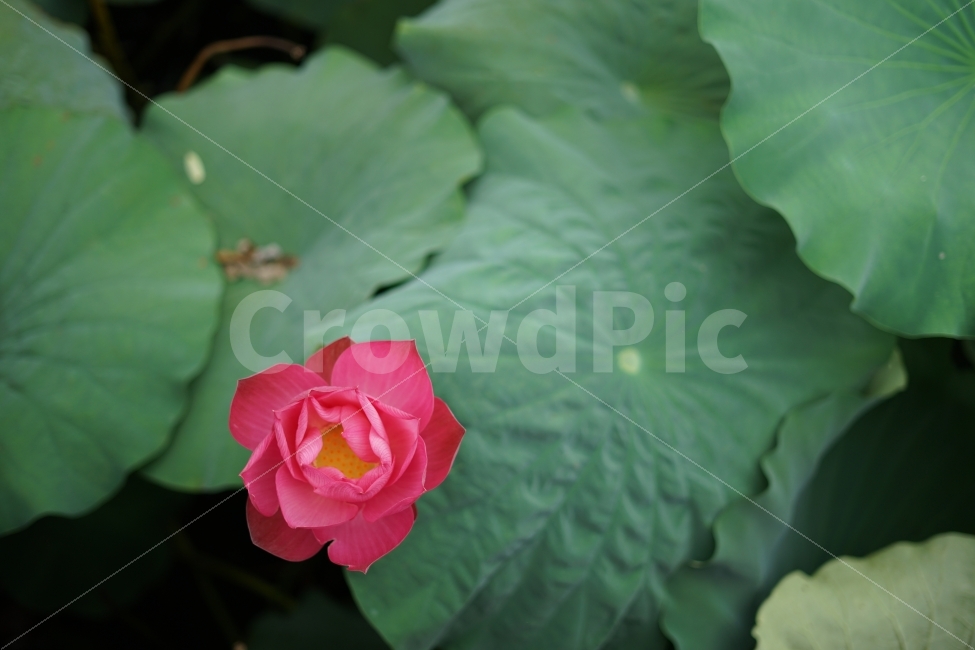 꽃,자연,연꽃,연잎,분홍,식물,자연,plants,nature,꽃,flower