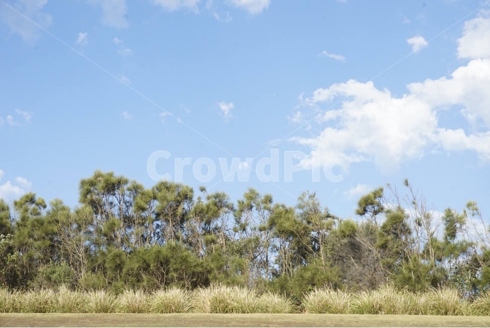 시드니,sydney,자연,하늘,호주,나무,nature,sky,australia,tree,자연,풍경,nature,landscape,식물,plants,나무,trees,wood,outdoors,옥외,land,땅