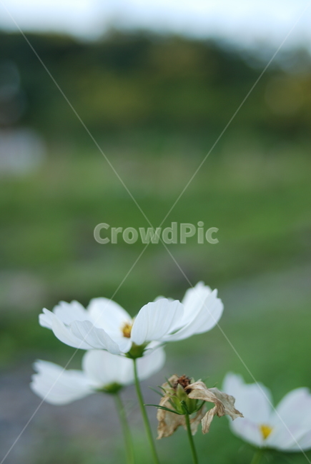 코스모스,꽃,가을,감성,근접촬영,식물,자연,plants,nature,꽃,flower