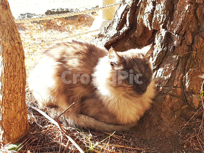 수목원,산책로,자연,동물,고양이,동물,animal,포유류,mammal,고양이,cat,kitten,kitty