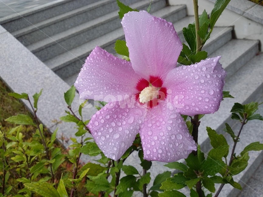 식물,plant,꽃,무궁화,무궁화꽃,자연,flower,식물,자연,plants,nature,꽃,flower