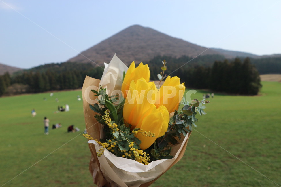 튤립,tulip,봄이미지,꽃다발,봄날,spring,flowers,아름다운,우아한,감성,감성사진,배경,바탕,노란색,yellow,예쁜,봄,꽃,beautiful,식물,자연,plants,nature,꽃,flower,기념일,축하,anniversary,congratulation,celebrate,celebration