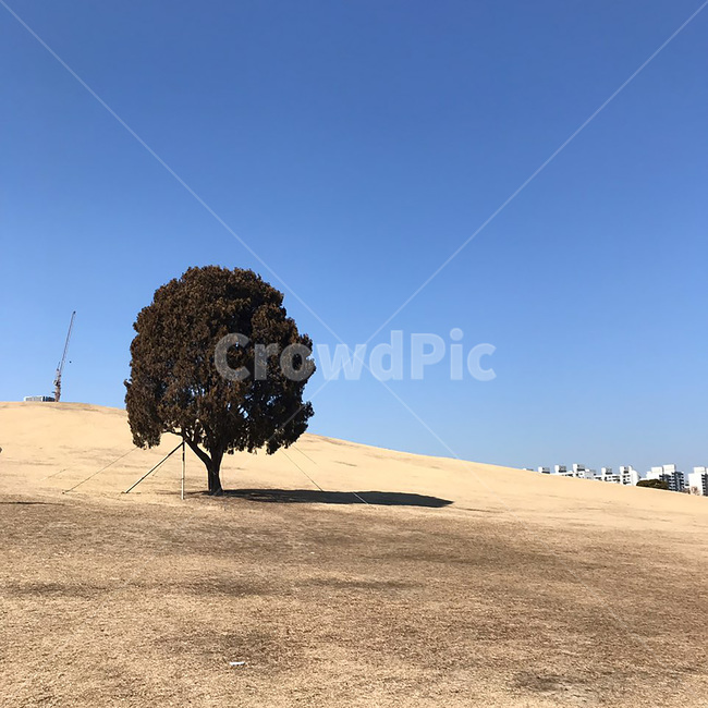 나홀로나무,서울,겨울,나무,가을,가을느낌,쓸쓸한분위기