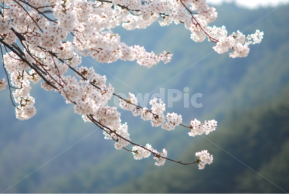 봄,벗꽃,벗나무,봄꽃,정숙,단아,봄,계절,spring,season,식물,자연,plants,nature,꽃,flower,plant,blossom