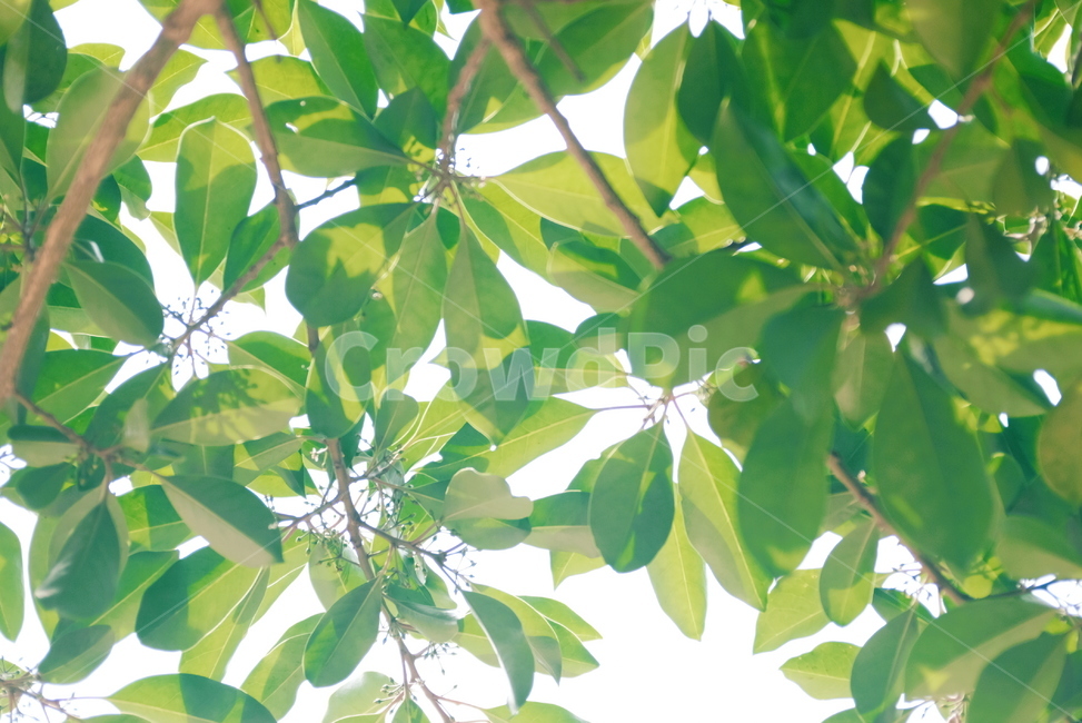 잎,leaf,햇살,여름나무,나뭇잎,청량