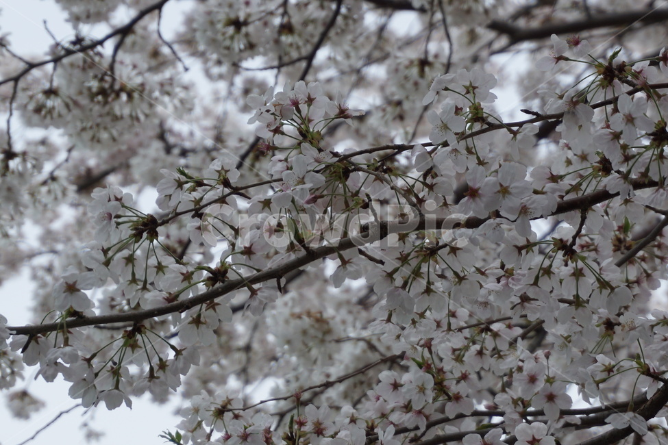 봄,꽃,진해,축제,벚꽃,봄,계절,spring,season,식물,자연,plants,nature,꽃,flower,plant,blossom