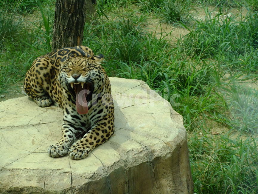표범,하품,동물,leopard,서울대공원