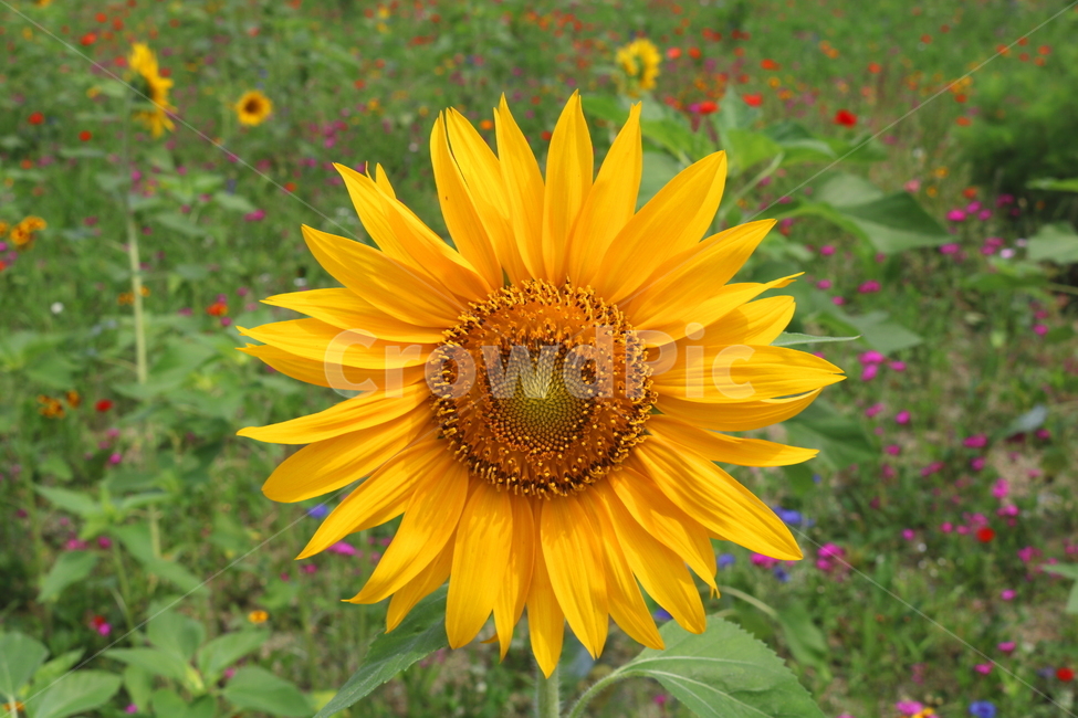 꽃,해바라기,해바라기꽃,식물,국화과,속씨식물,식물,자연,plants,nature,꽃,flower